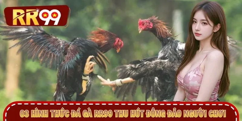 03 hình thức đá gà RR99 thu hút đông đảo người chơi