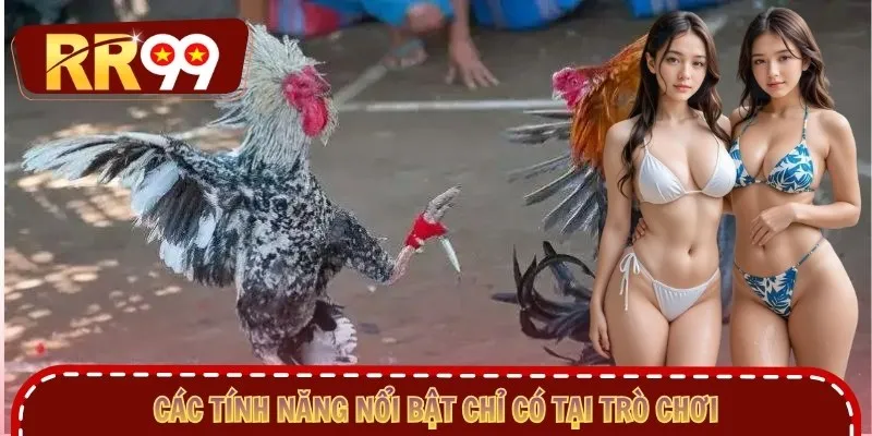 Cách chơi gà đá cựa sắt hiệu quả dành cho người mới