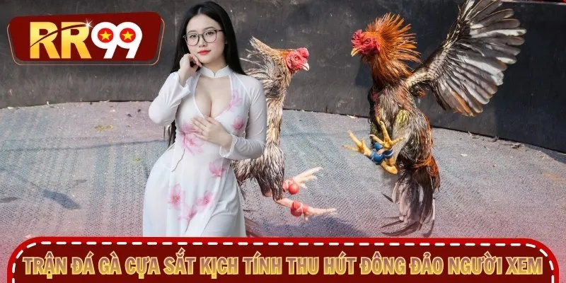 Trận đá gà cựa sắt kịch tính thu hút đông đảo người xem